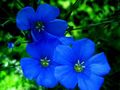 Blue flower.JPG